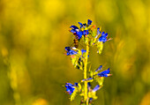 Small hover fly in a summer meadow, Bavaria, Germany