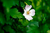 Blüte einer Wilden Rose im Frühlingslicht, Bayern, Deutschland, Europa