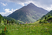 Bergdorf Vent, blühende Bergwiese, Ötztal, Tirol, Österreich