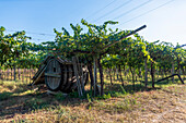 Vineyard in Pedemonte, wine barrel, Verona, Veneto, Italy