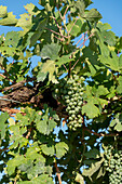 Vineyard in Pedemonte, bunch of grapes, vines, Verona, Veneto, Italy
