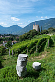 Vineyard, Powder Tower, Meran, South Tyrol, Alto Adige, Italy