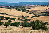 Abgeerntete Felder, Olivenhain, nahe Saturnia, Provinz Grosseto, Toskana, Italien