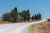 Feldweg mit Zypressen, Provinz Siena, Toskana, Italien