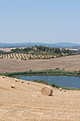 Country estate with olive grove in front of a small pond, bales of straw, landscape in Tuscany, province of Siena, Italy