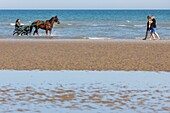 Training der Trabrennpferde am Strand von Cabourg, Calvados, Normandie, Frankreich