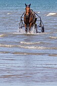 training of the harness-racing horses on the beach of cabourg, calvados, normandy, france