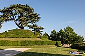enlaced couple in front of the lebanese cedar planted in 1849 on its hillock, caen, calvados, normandy, france