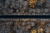 Sweden, Malmoe, Overhead view of road crossing Pildammsparken