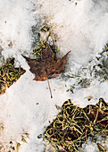 Blatt auf schneebedecktem Boden