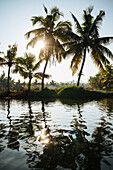India, Kerala, Backwaters and palms near Paravoor