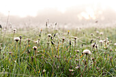 Spiderwebs on grass and wildflowers in meadow