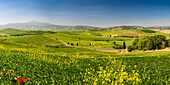 Landschaft um Pienza, Val d'Orcia, Orcia-Tal, UNESCO-Weltkulturerbe, Provinz Siena, Toskana, Italien, Europa
