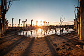 View of bare trees on abandoned landscape, Villa Epecuen