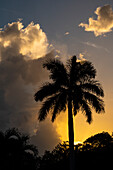 USA, Florida, Boca Raton, Silhouette of palm tree against sky at sunrise