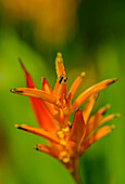 Nahaufnahme von Heliconia Blume