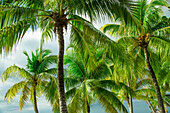 Karibik, Palmen gegen Himmel