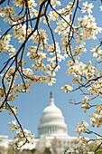 USA, Washington D.C., Cherry blossoms in bloom with United Stated Capital in background