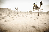 California, Twentynine Palms, Joshua Tree National Park, Joshua trees in desert landscape