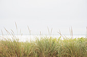 USA, Massachusetts, Cape Cod, Nantucket Island, Marram grass and Atlantic Ocean from dunes