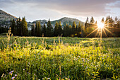 United States, Utah, Alpine, Green meadow and mountain landscape at sunset