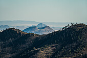 USA, New Mexico, Gila National Forest, Emory Pass, Bäume auf dem Hügel