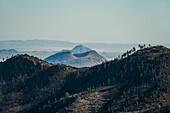 USA, New Mexico, Gila National Forest, Emory Pass, Trees on hill