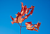 Getrocknete Blätter im Herbst gegen den blauen Himmel