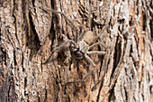 Australien, New South Wales, Kandos, Nahaufnahme einer Huntsman-Spinne (Heteropoda venatoria ) auf einer Baumrinde