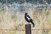 Australia, New South Wales, Magpie perching on barbed wire fence