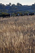 Australia, NSW, Kandos, Herd of cows in pasture