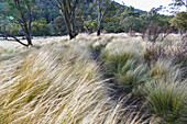 Australien, NSW, Kosciuszko National Park, Pfad durch hohes Gras