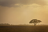 Afrika, Kenia, Akazienbaum in der Savanne bei Sonnenuntergang im Amboseli-Nationalpark