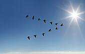 Egyptian Goose (Alopochen aegyptiaca) flying in V-formation on sunny sky