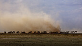 Africa, Kenya, Wildebeests walking on savannah in Amboseli National Park