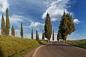Italy, Tuscany, Val D'Orcia, Pienza, Cypresses along empty road in landscape