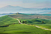 Italy, Tuscany, Val D'Orcia, Dirt road crossing green hills