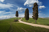 Italien, Toskana, Val D'Orcia, Zypressen am Feldweg über grüne Felder