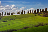 Italien, Toskana, Val D'Orcia, Zypressen auf grünem Hügel
