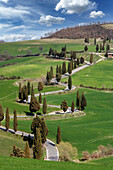 Italy, Tuscany, Cypresses and winding road on green hill