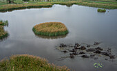 Botswana, Okavango Delta, Herd of Hippos in swamp