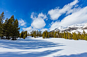 USA, Idaho, Sun Valley, Mountain and trees in winter