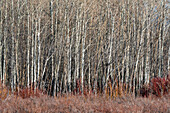 USA, Idaho, Bellevue, Leafless trees in autumn