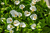 USA, California, Los Osos, Bed of Cala Lilies in springtime