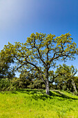 USA, California, Walnut Creek, California Oak trees in green field in springtime