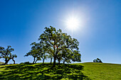 USA, California, Walnut Creek, Sun shining above California Oak trees in green field in springtime