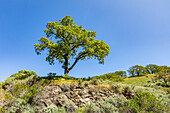 USA, California, Walnut Creek, Single California Oak tree in green field in springtime