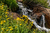USA, Idaho, Stanley, Rocky Creek und Wildblumen