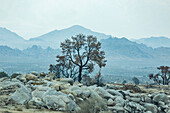 USA, California, Lone Pine, Burnt tree in Alabama Hills in Sierra Nevada Mountains