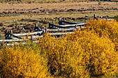 USA, Idaho, Stanley, Fall foliage and rail fence near Sun Valley